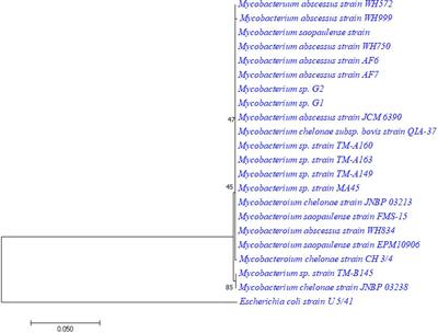 Exploration of Secondary Metabolite Production Potential in Actinobacteria Isolated From Kandelia candel Mangrove Plant